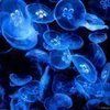 JellyfishJam