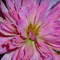Square_dscn0955_1201647384