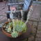Square_kurt_and_suculents_aug_07_1200148831